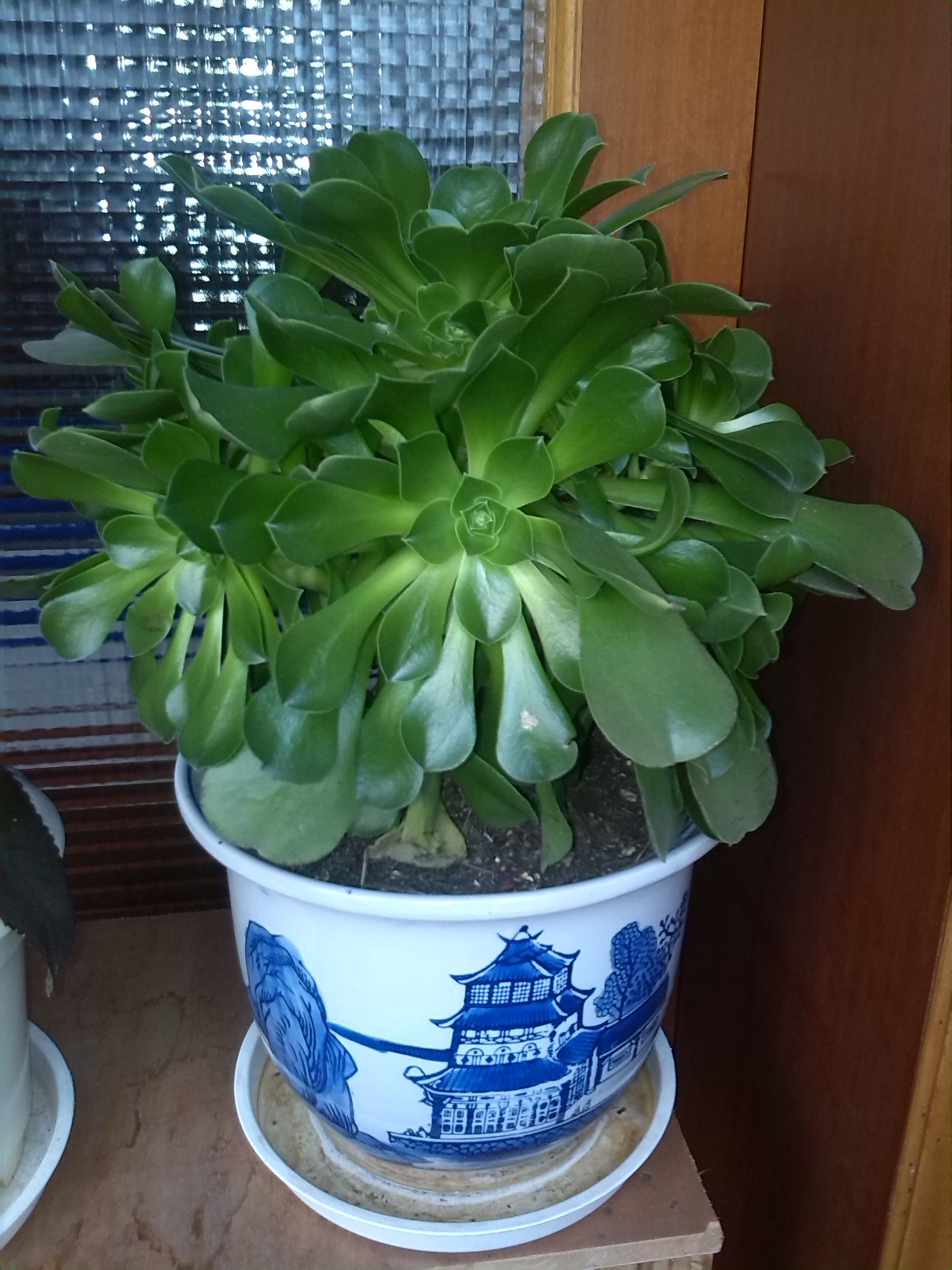 insensitivity中文翻译